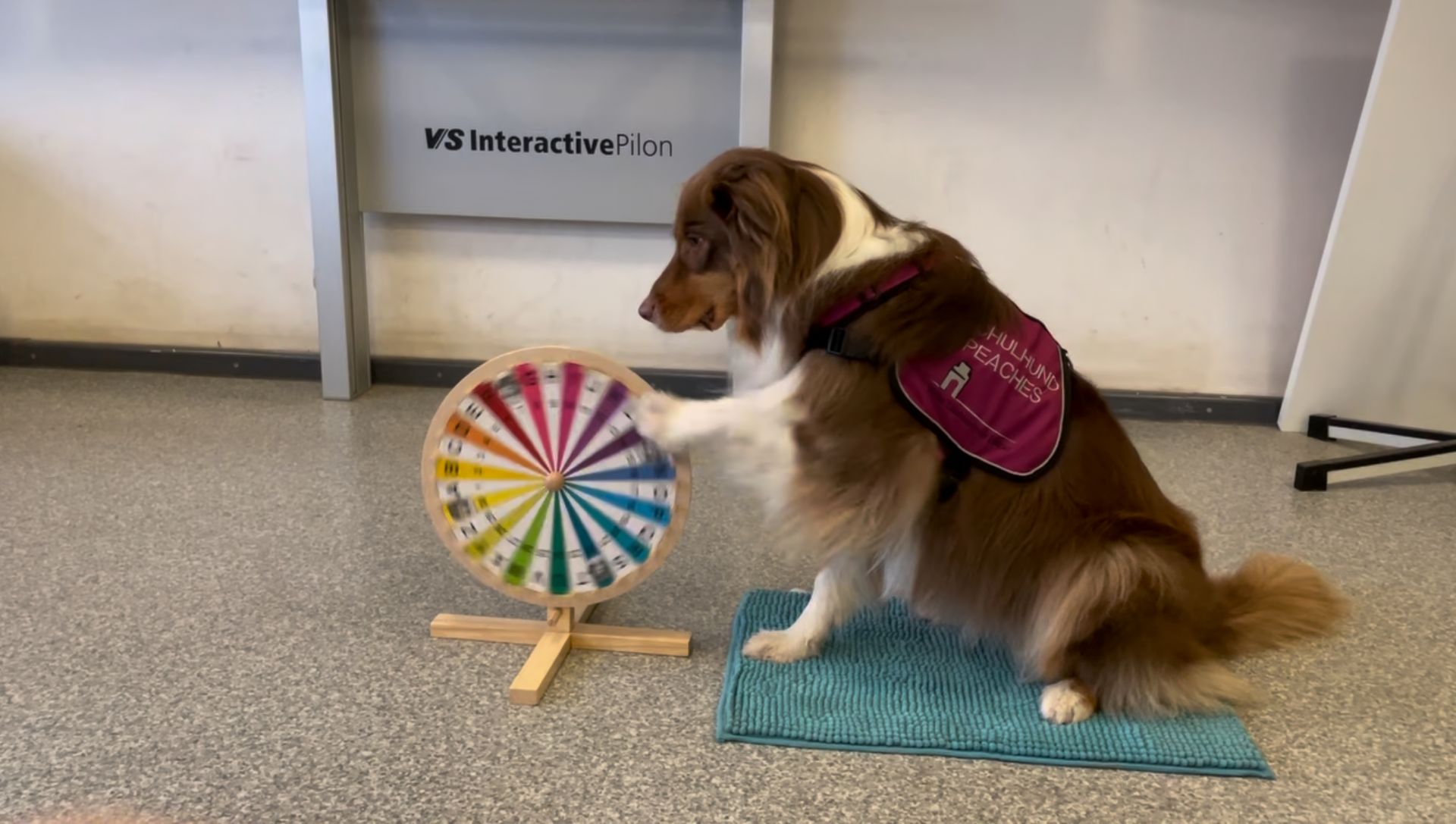 Peaches dreht das Glücksrad, um beispielsweise auszuwählen, welcher Schülerin/welche Schüler die nächste Aufgabe lösen darf.